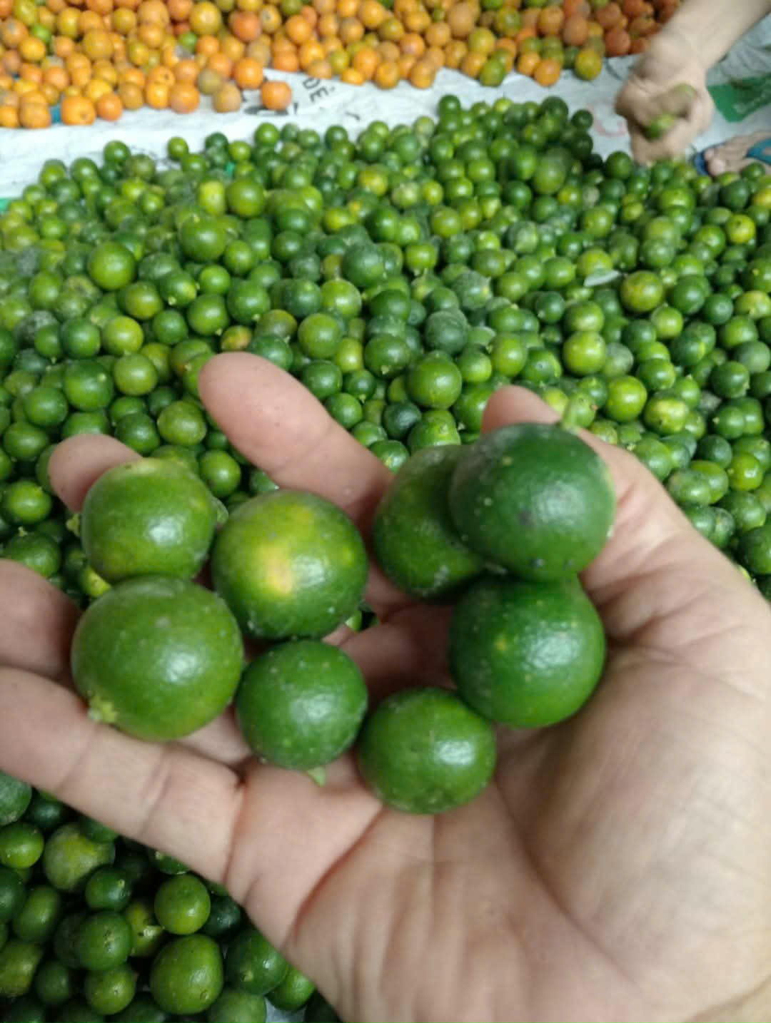 Tắc