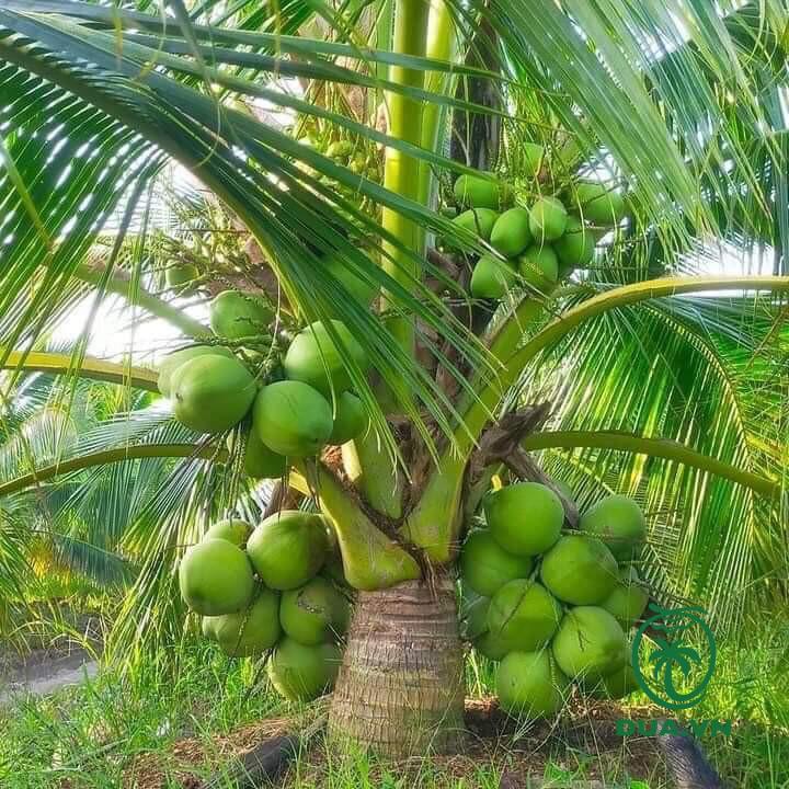 Dừa