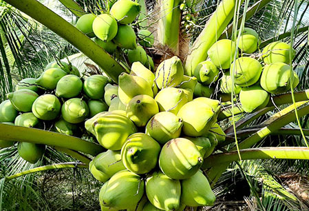 Dừa Xiêm Xanh