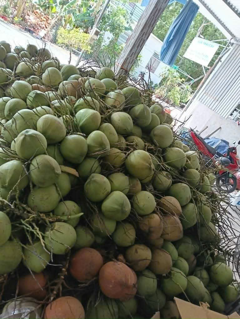 Dừa Xiêm Xanh