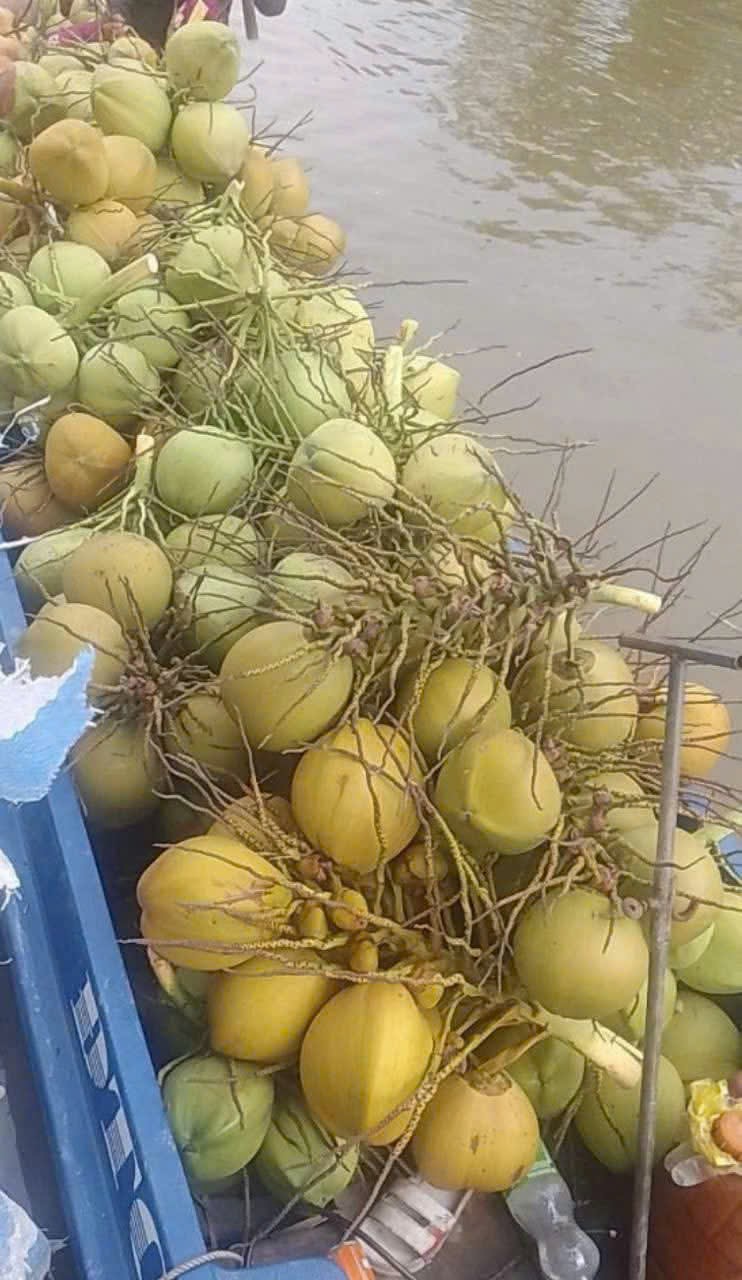 Dừa Xiêm Xanh