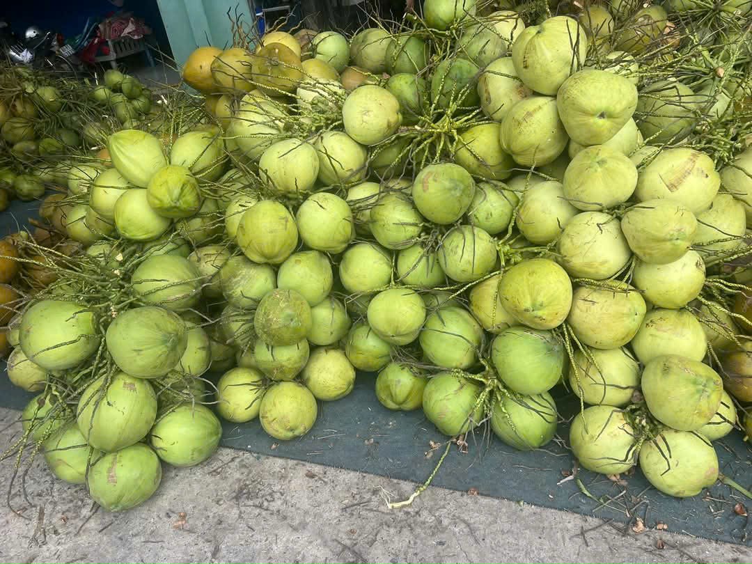 Dừa Xiêm Xanh